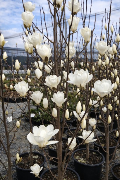 Магнолія оголена Дабл Діамонд|Magnolia denudata Double Diamond|Магнолия голая Дабл Диамонд